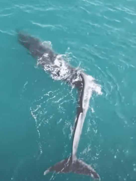Unveiling the Extraordinary: Drone Captures Fin Whale with Rare Scoliosis