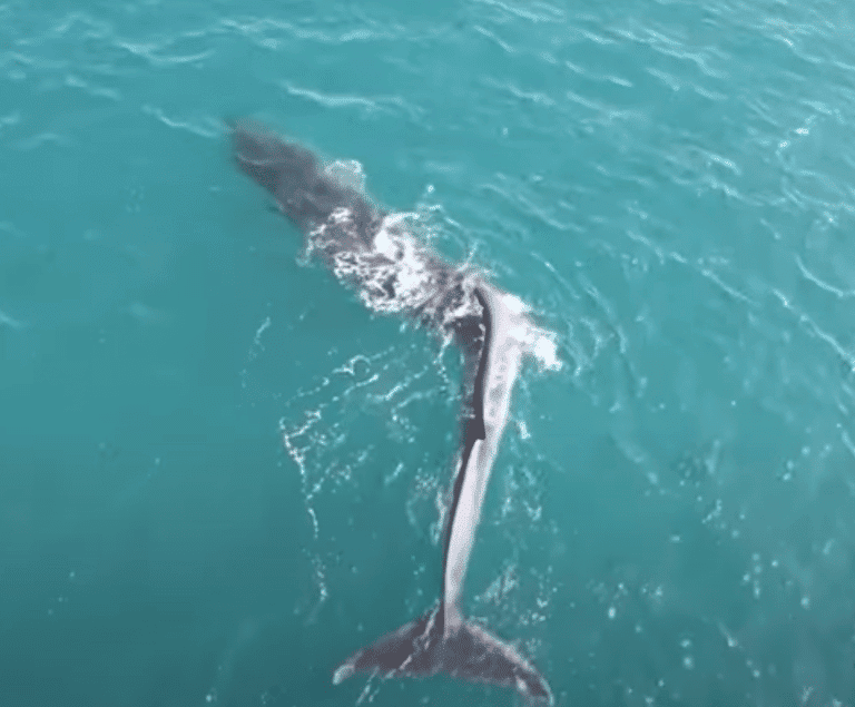 Unveiling the Extraordinary: Drone Captures Fin Whale with Rare
