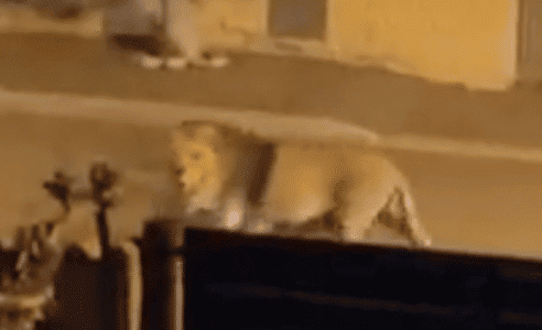 Lion Strolls Through the Streets in Rome