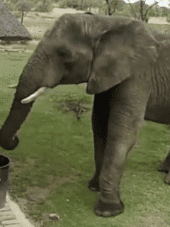 elephant throws away litter