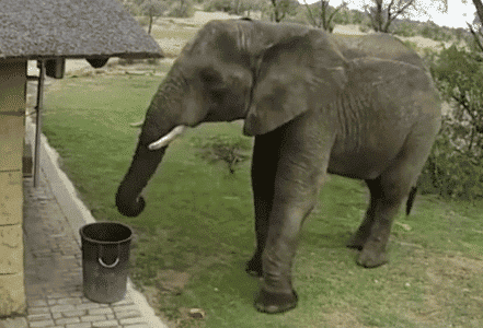 Elephant Throws Litter into a Trash Can at a Safari Outpost