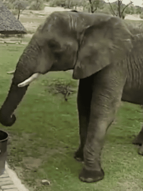 Elephant Throws Litter into a Trash Can at a Safari Outpost