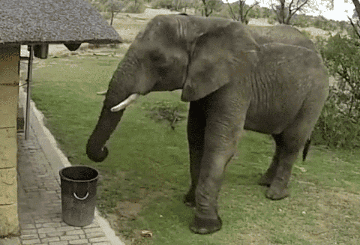 elephant throws away litter
