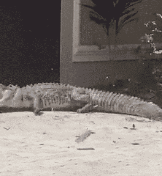 Alligator Found in a Rose Garden in Florida