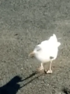 seagull leanr to dance