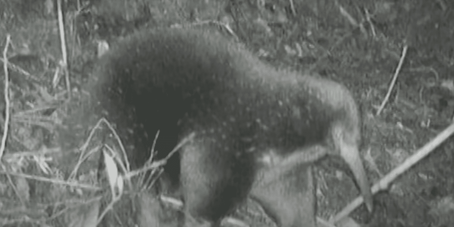 echidna