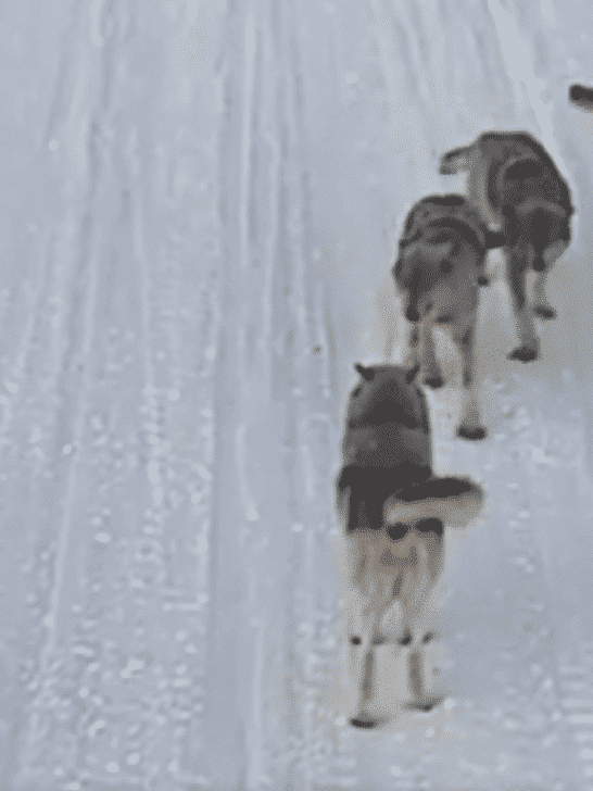 Mother Wolf Reunites With Her Pack of Grown Cubs