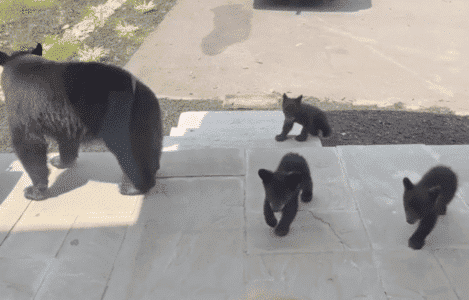Mother Bear and Her Curious Cubs Check Out Humans Through The Window