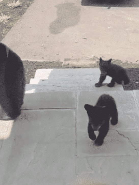 Mother Bear and Her Curious Cubs Check Out Humans Through The Window