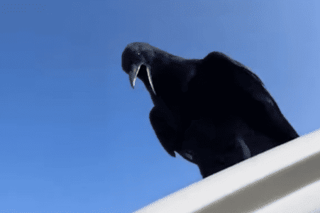 Crow Lands On A Moving Truck