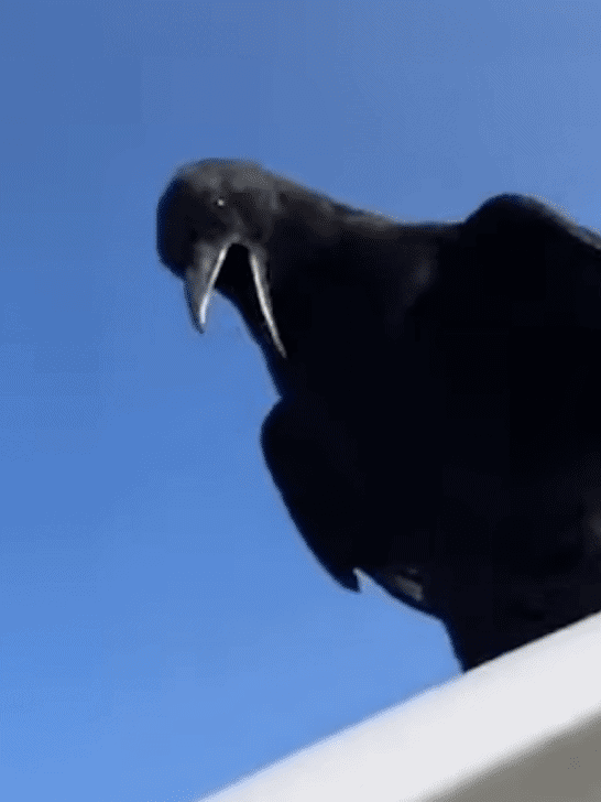 Crow Lands On A Moving Truck