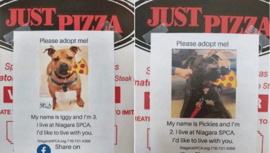 Watch How this New York Pizza Shop is Encouraging Dog Adoption