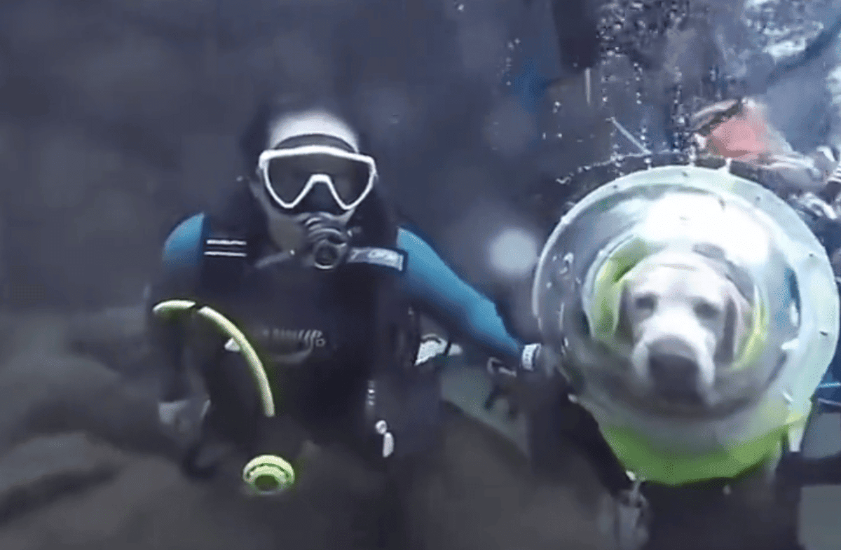 dog goes scuba diving
