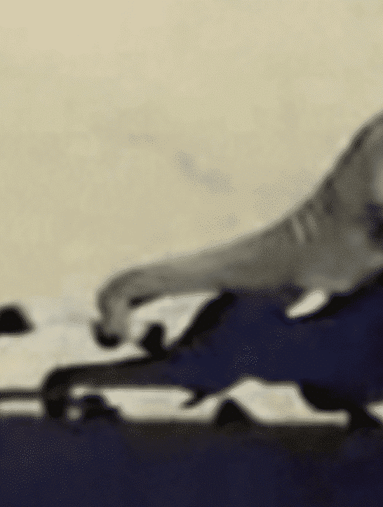 A Wild Duel Between an Ostrich and an Elephant