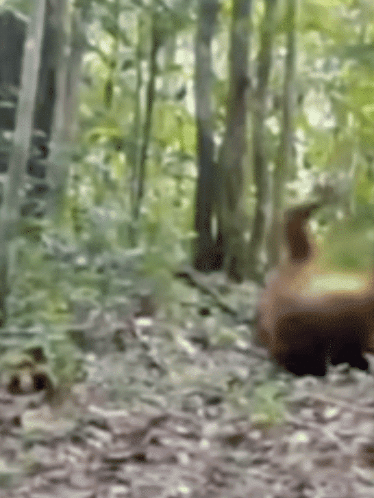 Playful Orangutan Rolls Down A Path