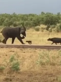 buffalo and elephant