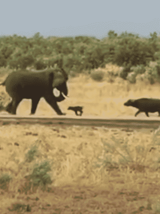 Mama Buffalo Stops Calf From Charging at Elephant Bull