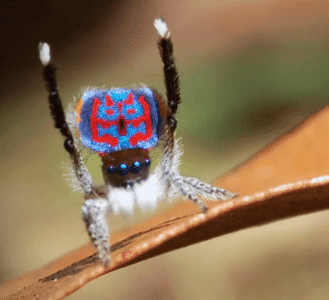 The Peacock Spider’s Love Dance