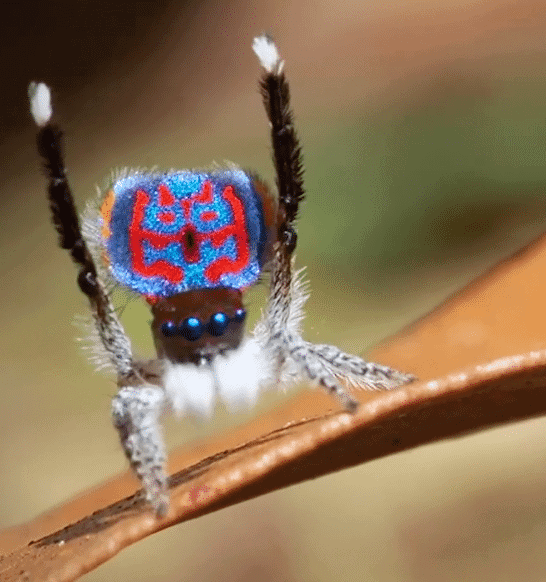 The Peacock Spider’s Love Dance