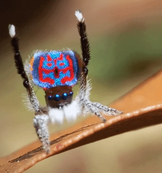 The Peacock Spider&rsquo;s Love Dance