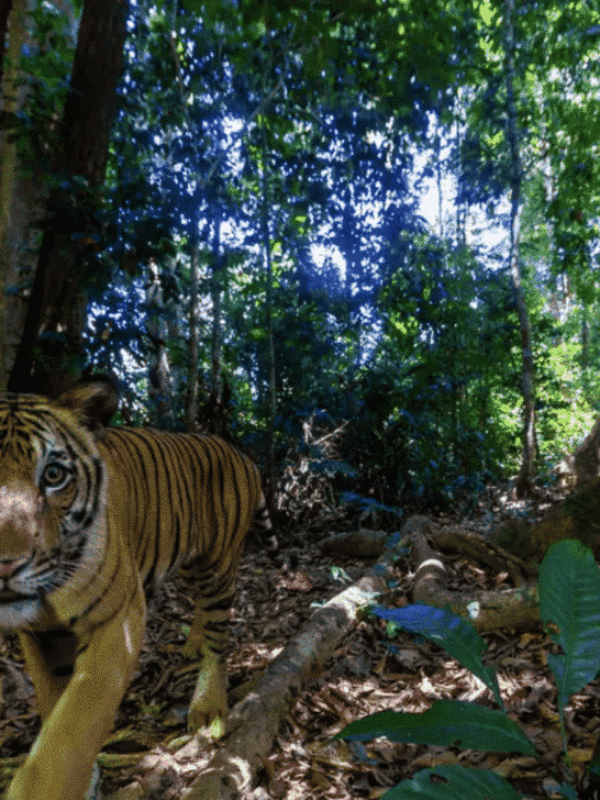 A Rarity: Malayan Tiger Caught on Camera