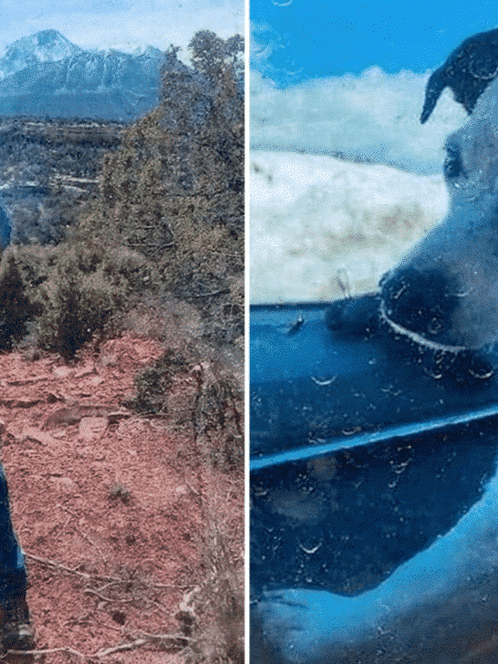 Dog Survives 10 Weeks in Colorado Mountains Beside Deceased Owner