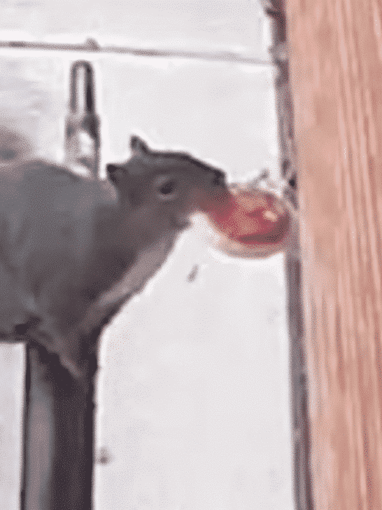 Squirrel Leaves A Cookie To Say Thank You