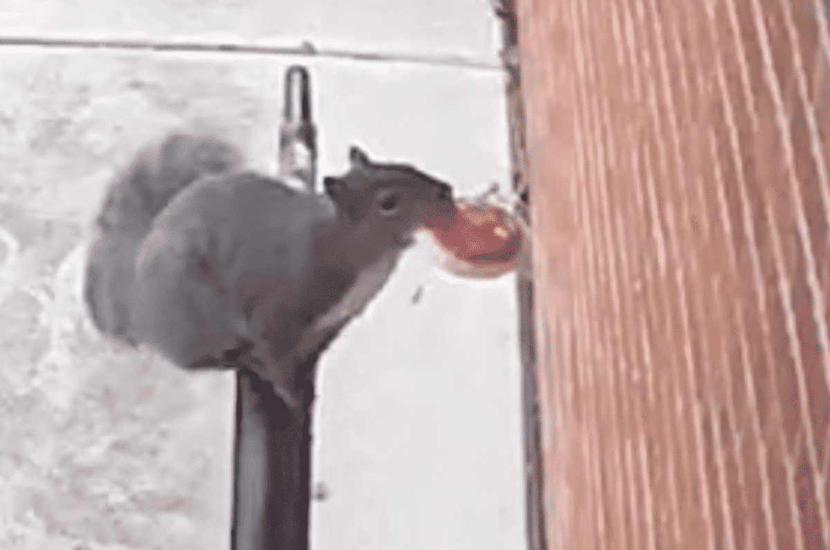 squirrel with cookie