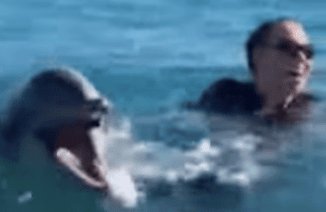 Watch This Dolphin’s Reaction To Hearing Mariah Carey’s Famous Whistle Note