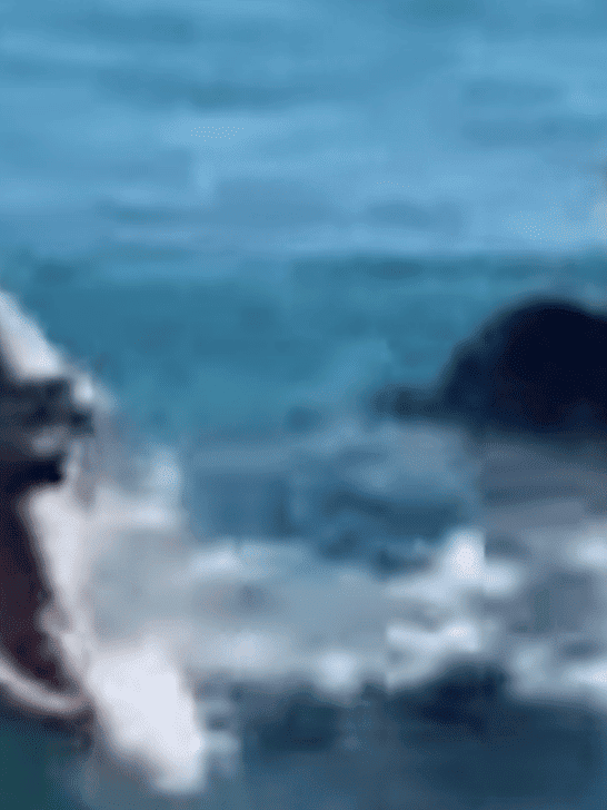 Watch This Dolphin’s Reaction To Hearing Mariah Carey’s Famous Whistle Note