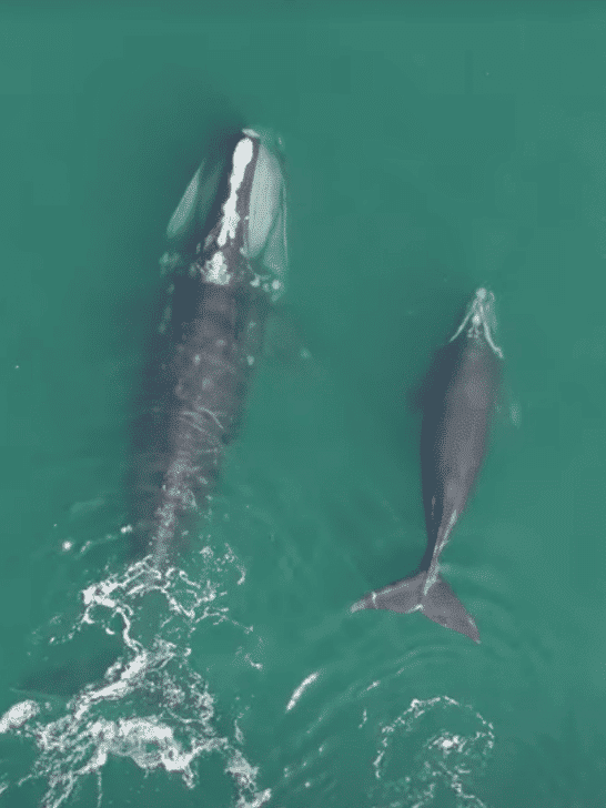 Recent Sightings of Critically Endangered Right Whales Raise Hope for Conservation