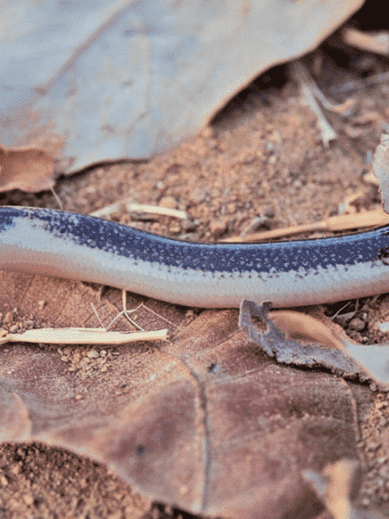 New Species of Legless Skink Discovered in Africa