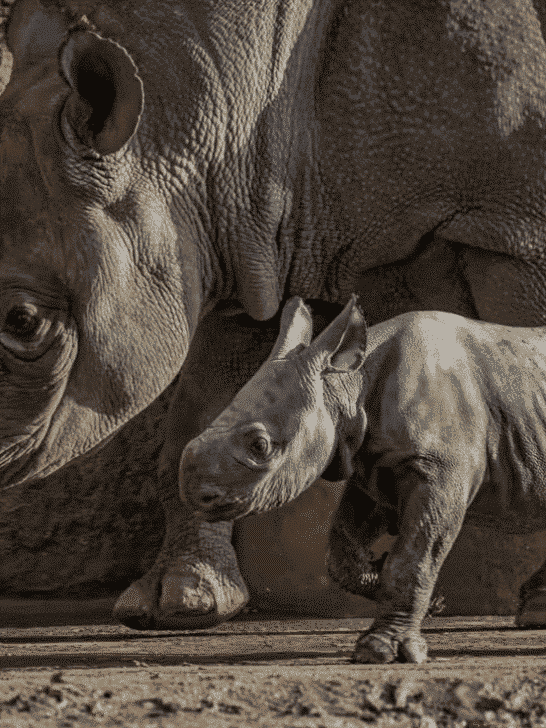 Critically Endangered: Watch Black Rhino Born at Chester Zoo