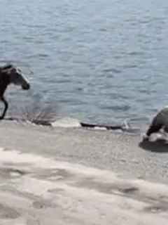 moose chases bear