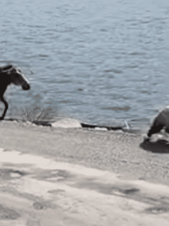 Grizzly Bear Gets Chased By A Moose