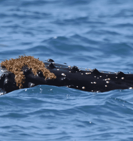 The Art Of ‘Kelping’: By Whales