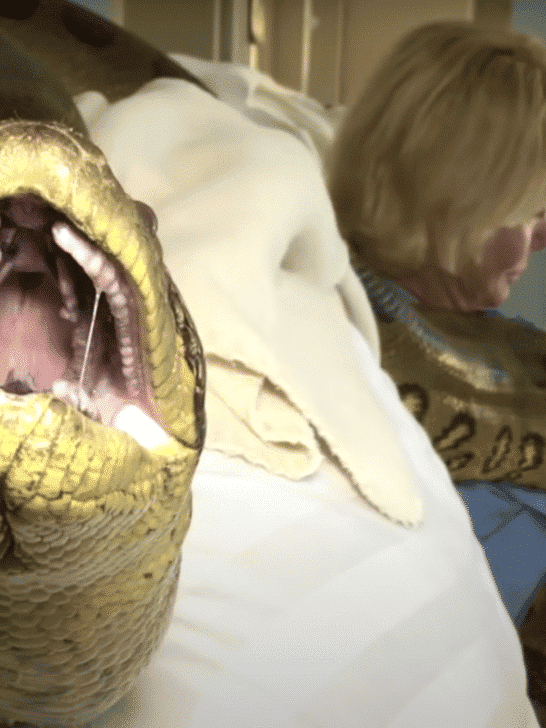 Anacondas: The Giants of the Amazon Rainforest