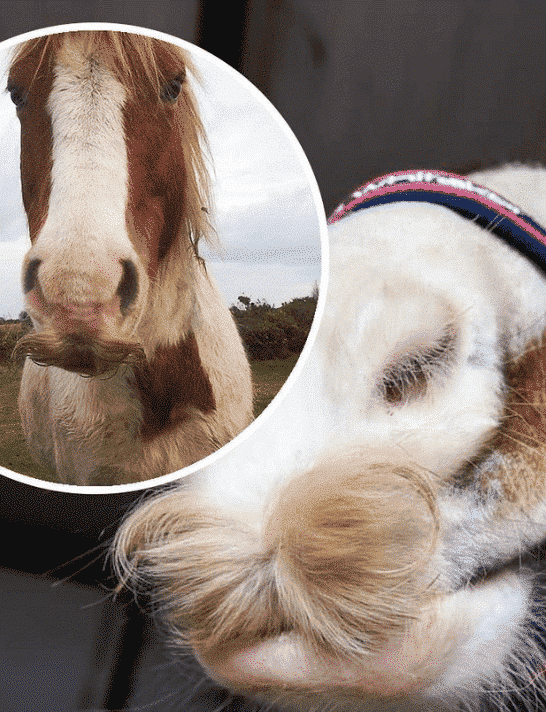 Saddle Up for Mowvember Mane-tenance