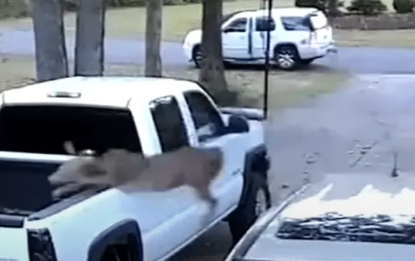 bounding deer wreak havoc on a pickup truck right before its owner puts it up for sale