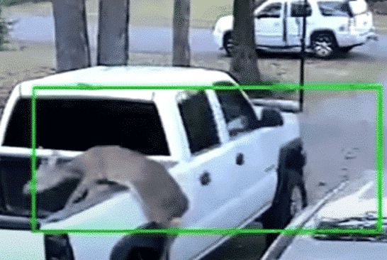 Bounding Deer Dings Truck Right Before The Owner Is About To Sell It