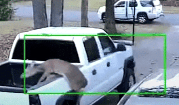 bounding deer wreak havoc on a pickup truck right before its owner puts it up for sale