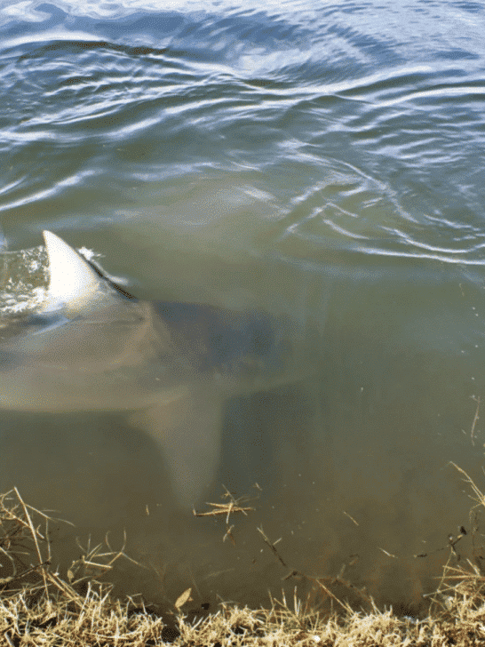 17 Years Landlocked: 6 Bull Sharks Uncanny Golf Course Home