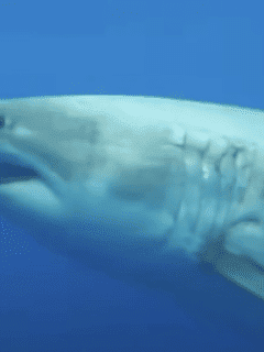 oldest largest living shark
