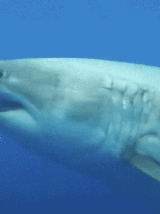 Meet Deep Blue: The Largest and Oldest Living Shark Ever Recorded