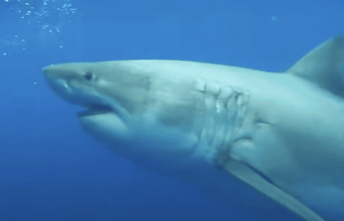 oldest largest living shark