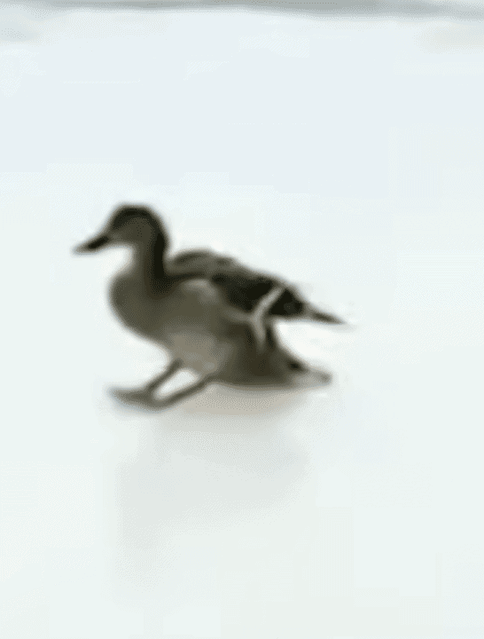 The Ice-skating Ducks