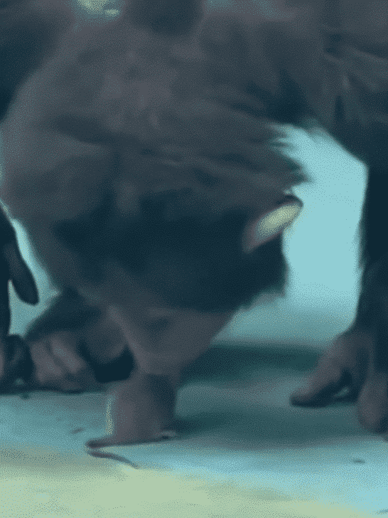 Chimpanzee Has a Pet Mouse
