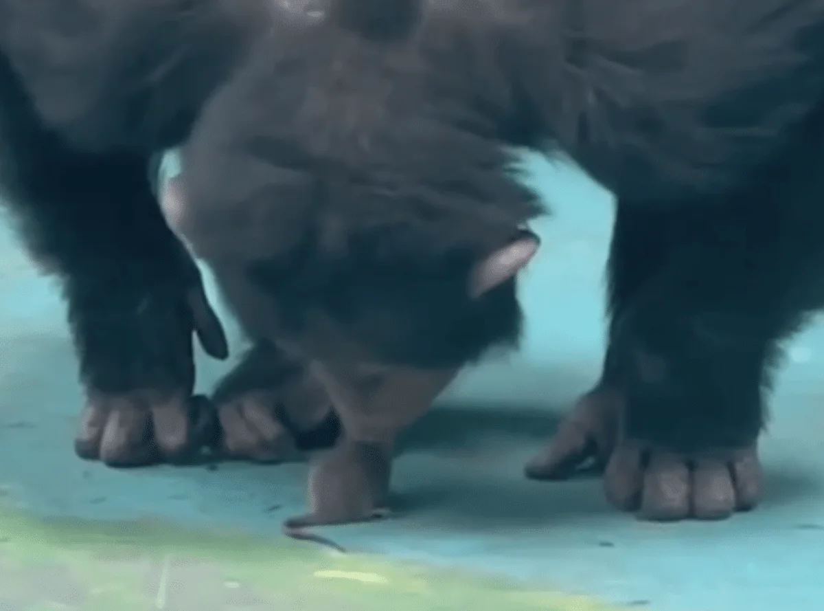 chimpanzee has a pet mouse