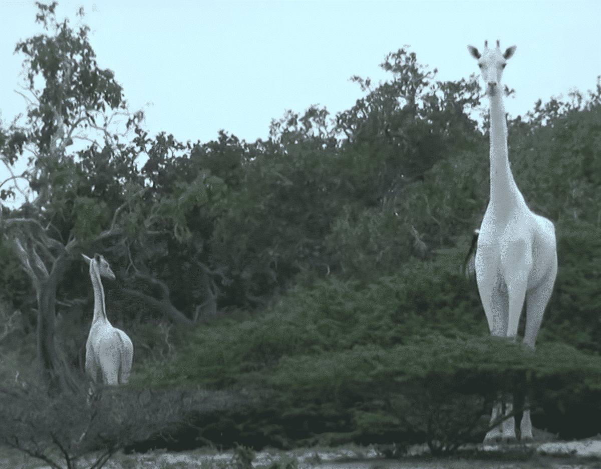 last white giraffe