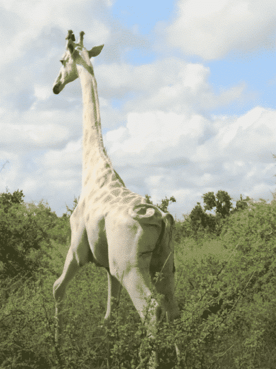 The World’s Last White Giraffe